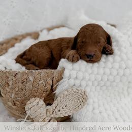 Eeyore - Red  male Goldendoodle puppy in Roanoke Rapids, North Carolina from Sweeter than Honey Doodles