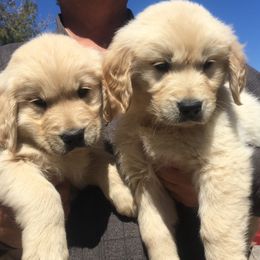 Golden Retriever and Labrador Retriever Puppies from Golden Hills Retrievers