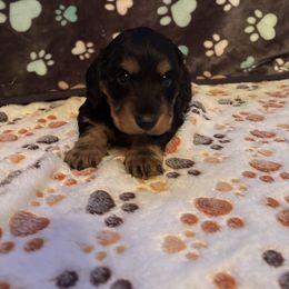 Boy 2 - Black and tan male Dachshund puppy in Stilwell, Oklahoma from Ross's Desert Doxies