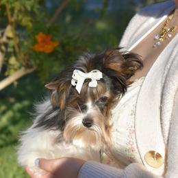 Jazz - Parti male Yorkshire Terrier puppy in California from Skyridge Puppies