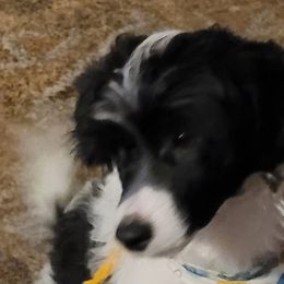 Jumpin' Jack Flash - White and black Chinese Crested puppy in Savannah, Georgia from Dragonwing Kennel