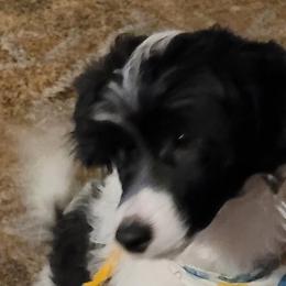Jumpin' Jack Flash - White and black Chinese Crested puppy in Savannah, Georgia from Dragonwing Kennel