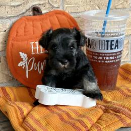 Boy 1 - Black and silver male Miniature Schnauzer puppy in Garrison, Texas from RNH Schnauzers