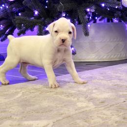 Boxer Puppies from Bayla Belle & Blossom's Boxers