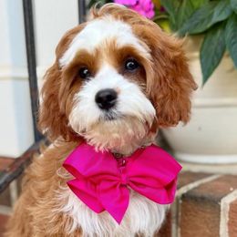 Hazel - Cavapoo