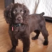 Boykin Spaniels from Birddog Boykins