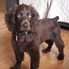 Boykin Spaniels from Birddog Boykins