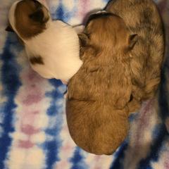 Mal-Shi, Maltipoo, and Poodle Puppies from Collier's Canines
