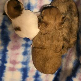 Mal-Shi, Maltipoo, and Poodle Puppies from Collier's Canines