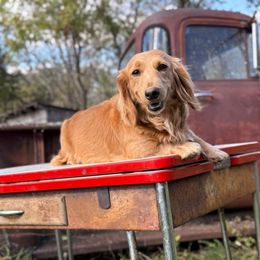 Roofie Roo (Ruthie) - Dachshund