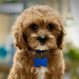 Dawn - Red male Cavapoo puppy in Palm Beach County, Florida from Benji’s Cockapoos
