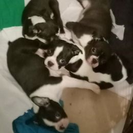 Boston Terrier Puppies from Park Kennel
