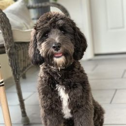 Paris - Australian Labradoodle