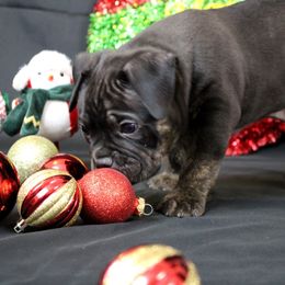 Green Collar - Black brindle male American Bully puppy in Easton, Maryland from Night Court Bullies