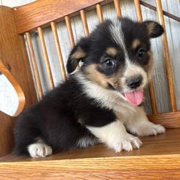 Mercury - Black and tan male Pembroke Welsh Corgi puppy in Derby, Iowa from NHC Kennels
