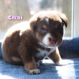 Chai - Red tri-color female Australian Shepherd puppy in Coldwater, Michigan from Northern Star Australian Shepherds
