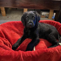 Labradoodle Puppies from Jazzy Doodles