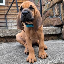 Turquoise collar girl - Red female Bloodhound puppy in Paoli, Indiana from Houndsarunning Bloodhounds