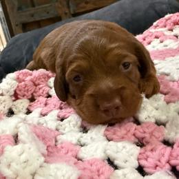 Electra - Red female Dachshund puppy in Pittsburg, California from Super Hero Dachshunds