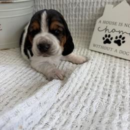 Walter - Black brown and white male Basset Hound puppy in Osage Beach, Missouri from The Basset Boutique