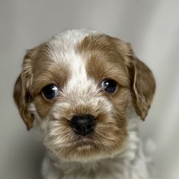 Daisy - Buff and white female Cockapoo puppy in Bronson, Florida from Tabler Family Puppies