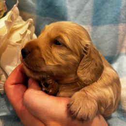 Bernard - Cream male Dachshund puppy in Fayetteville, Arkansas from Cortney's Dachshunds
