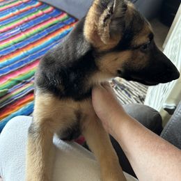 German Shepherd Puppies from Devon Rugerio's German Shepherds