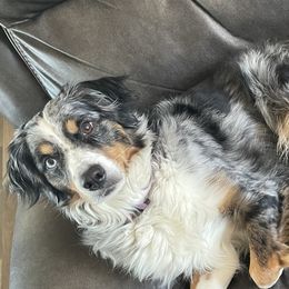 Schatzi - Australian Shepherd