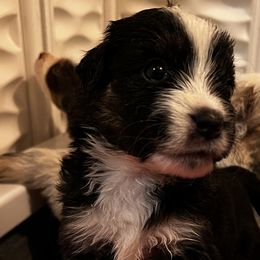 Moonshine - Black tri Miniature American Shepherd puppy in Phoenix, Arizona from Outlaw Minis