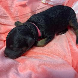 Fawn - Phantom female Poodle puppy in Port Saint Lucie, Florida from Abbott Standard Poodles