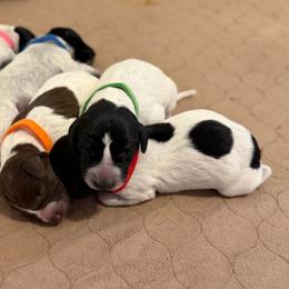 Girl 1 - Black roan female German Shorthaired Pointer puppy in San Tan Valley, Arizona from Upland Valley Kennels