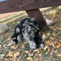Zombie - male Golden Mountain Doodle puppy in Calhan, Colorado from Snowy Goldens LLC