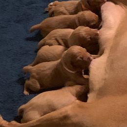 Vizsla Puppies from Ann's Vizslas