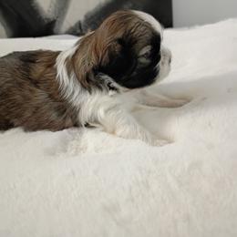 Girl one - Black and tan male Shih Tzu puppy in Paradise, California from Richview Shihtzu