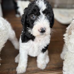 Bernedoodle and Double Doodle Puppies from ETX Dandy Doodle