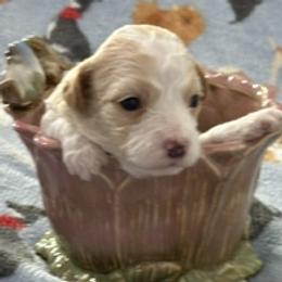 Queen Henrietta (Rie) - Red female Havanese puppy in North Richland Hills, Texas from A Royal Havanese Court