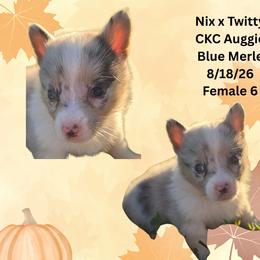 Female 6 - Blue merle and white female American Corgi puppy in Campbellsburg, Indiana from Kates Corgis