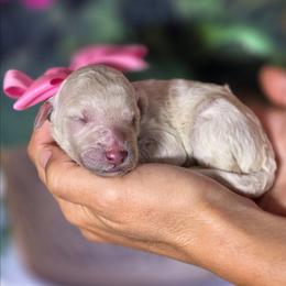 Cauliflower - White female Poodle puppy in Springfield, Oregon from Valaurah Farms