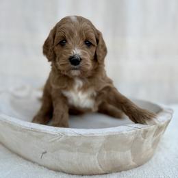 Mocha - Red  male Goldendoodle puppy in Rio Linda, California from Plush Doodles