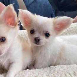 Chihuahuas from K & W Chihuahuas