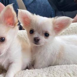 Chihuahuas from K & W Chihuahuas