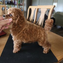 Girl 1 - Poodle puppy in Texas from Pitties' Love