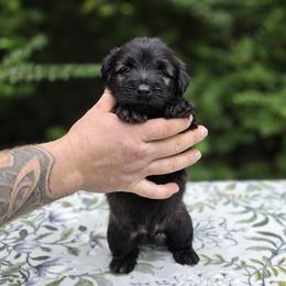 Rey - Gray male Skye Terrier puppy in East Camden, Arkansas from A Plus A