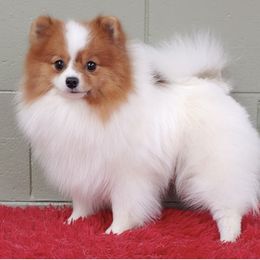 Tripp - Pomeranian