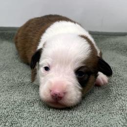 Burr - Red male Pembroke Welsh Corgi puppy in Waco, Texas from The Comma Corgis