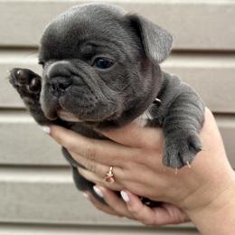 Rocket - Blue male French Bulldog puppy in Greenfield, Missouri from Hope Mountain French Bulldogs