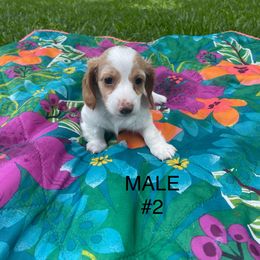 Dachshund Puppies from Harvin’s Weenie Gang