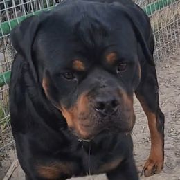 Hugo - Rottweiler