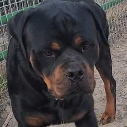 Hugo - Rottweiler