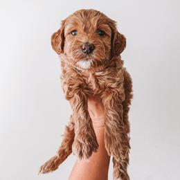 Jefferson (Black Collar) - Red  male Goldendoodle puppy in Beaverton, Oregon from Henry Elliots